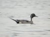 Pintail at Paglesham Lagoon (Steve Arlow) (58732 bytes)